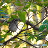 今日の野鳥Ⅳ（藪の中の鶯）