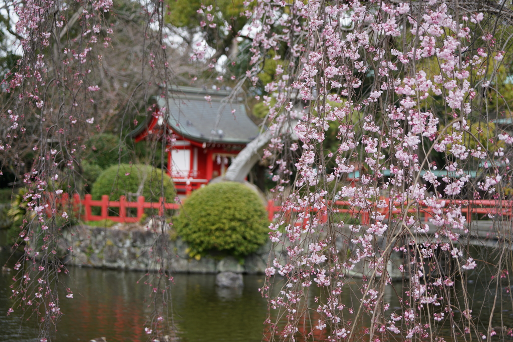 桜情報です・・・
