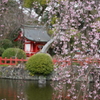 桜情報です・・・