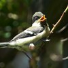 親を呼ぶシジュウカラ2017.5/5