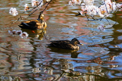 桜映す水面