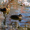 桜映す水面