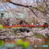 桜色に染まる三嶋大社