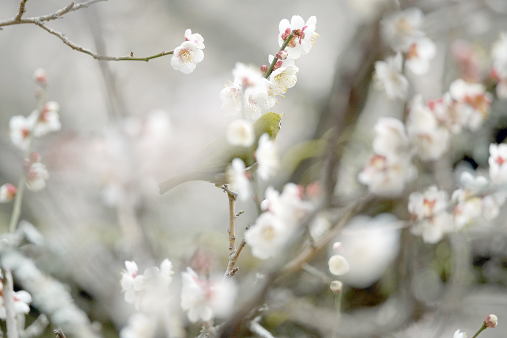 If I’ve Been Enveloped by Tenderness  Ⅲ