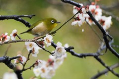 ひと雫