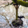 桜の下で甲羅干し