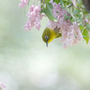 馬酔木の花とメジロさん