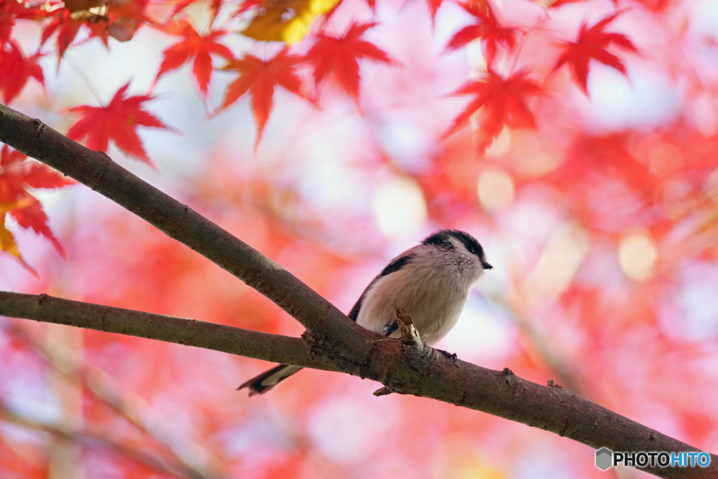 紅葉のしたにて・・・エナガ