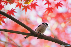 紅葉のしたにて・・・エナガ