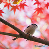 紅葉のしたにて・・・エナガ