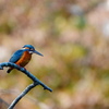 晩秋の神社のカワセミさん