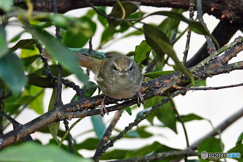 今日の野鳥・・・正面顔・・・私は誰でしょう？