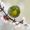 まんまる～