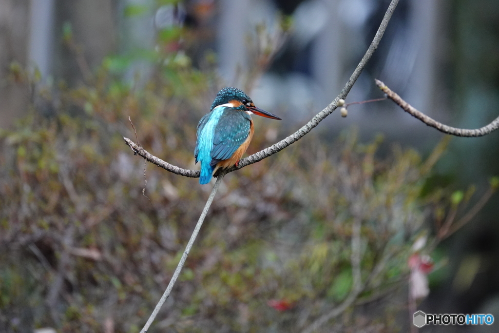 今朝の野鳥（神社の翡翠）