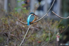 今朝の野鳥（神社の翡翠）