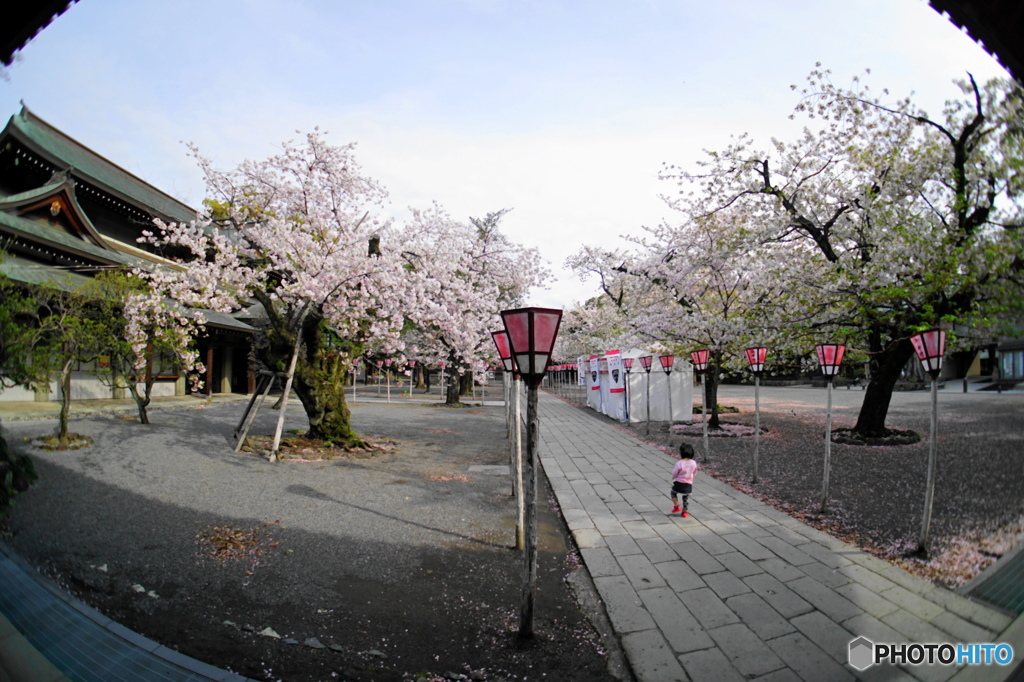 一人でお花見・・・
