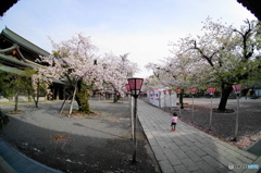 一人でお花見・・・
