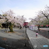 一人でお花見・・・