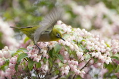 花舞台にメジロ舞う・・・