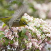 花舞台にメジロ舞う・・・