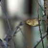 久しぶりに鶯に・・・