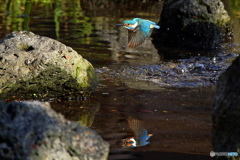 翡翠の飛翔と水鏡Ⅲ