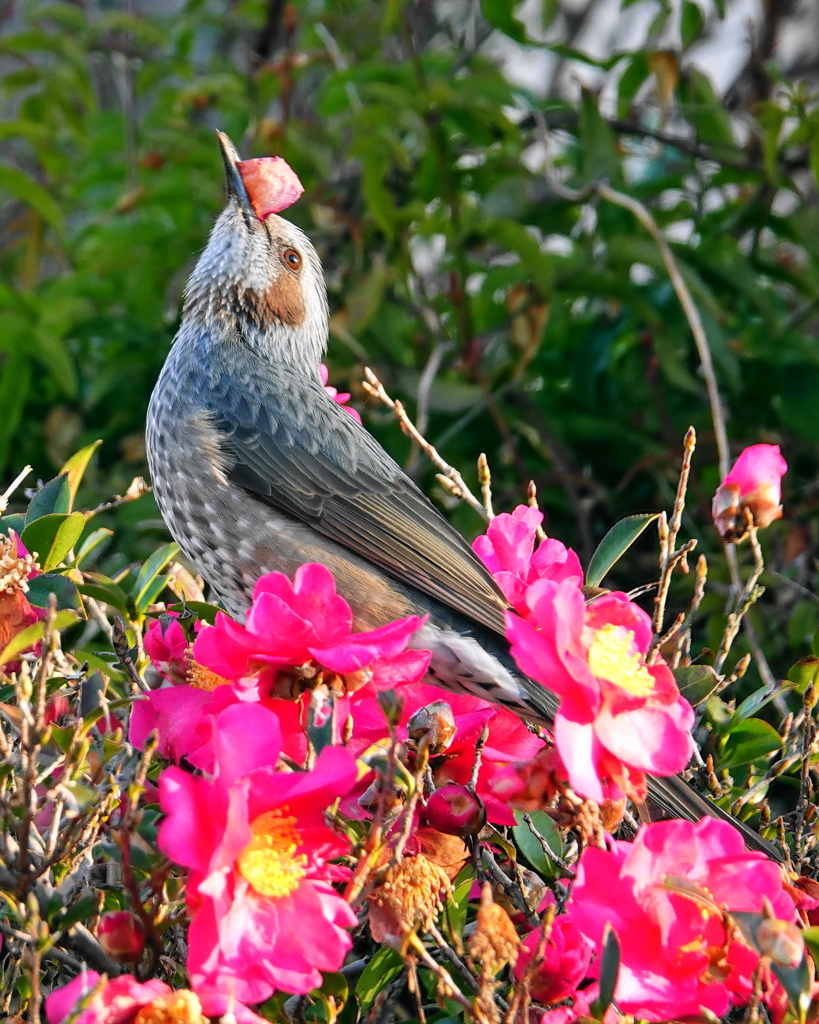 お花好きなヒヨちゃん