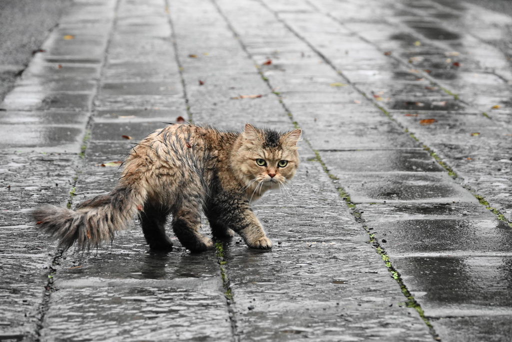 雨ニモマケズ