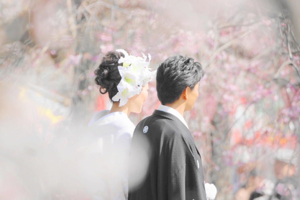 この良き日に（満開の桜に囲まれて）