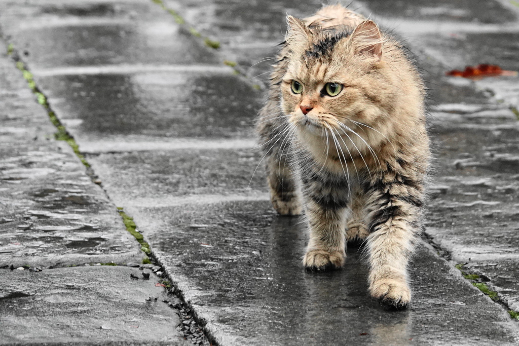 ある雨の日に・・・