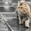 ある雨の日に・・・