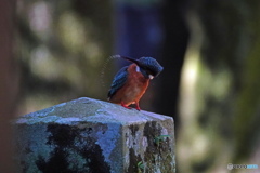 カワ嬢の水芸？Ⅰ