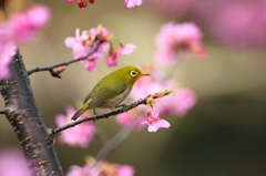 おすまし顔でお花見ですか？