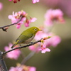 おすまし顔でお花見ですか？