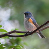 わが町のルリビタキ