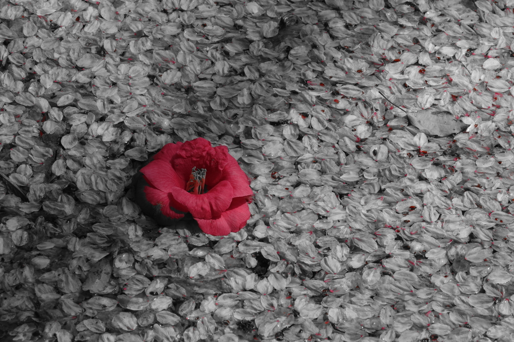 花の命は・・・