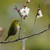 梅にメジロⅡ