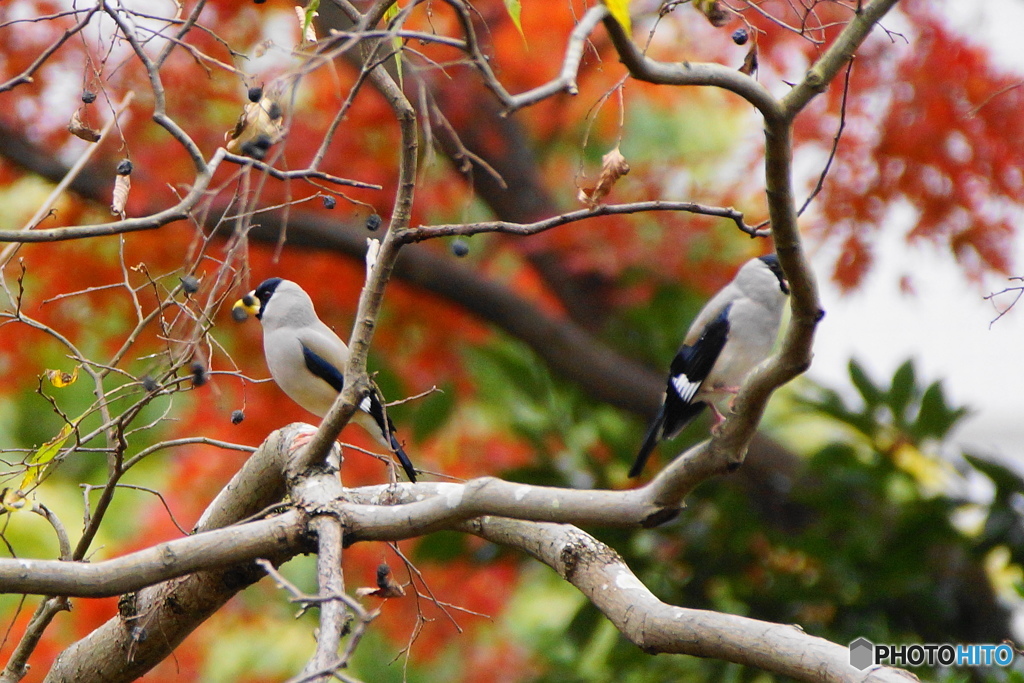 紅葉とイカル