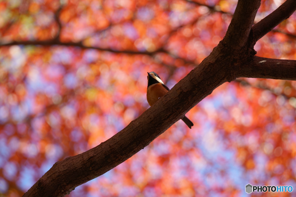紅葉のしたにて・・・ヤマガラ