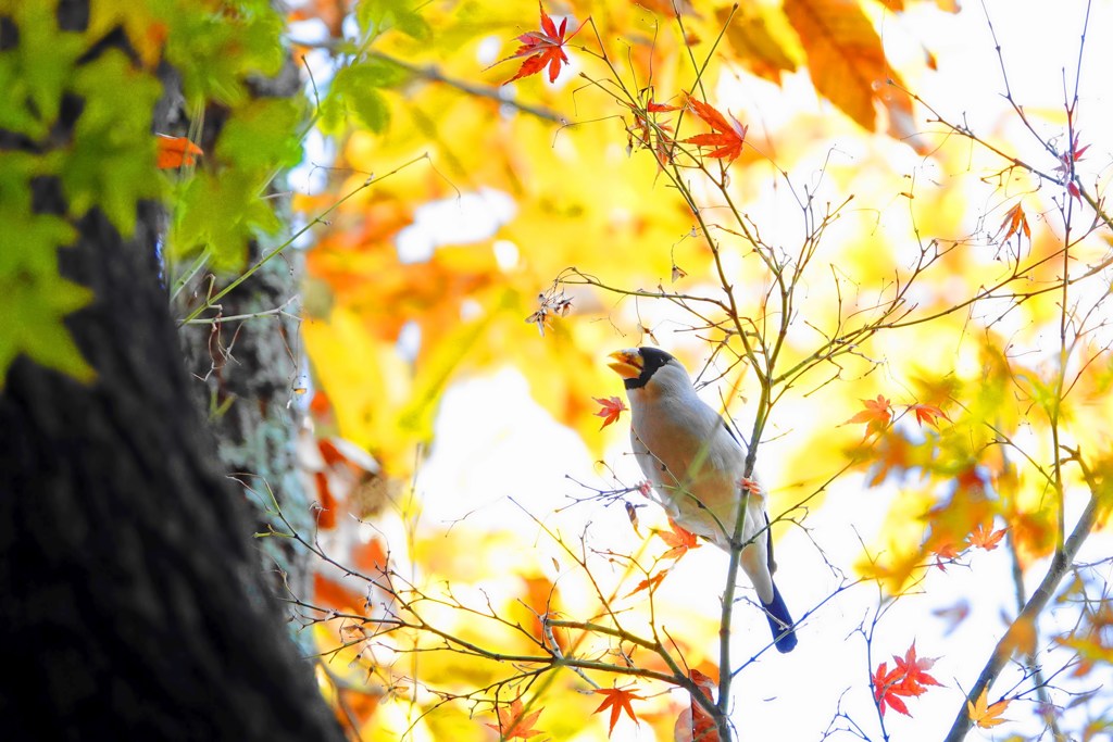 名残の紅葉とイカル