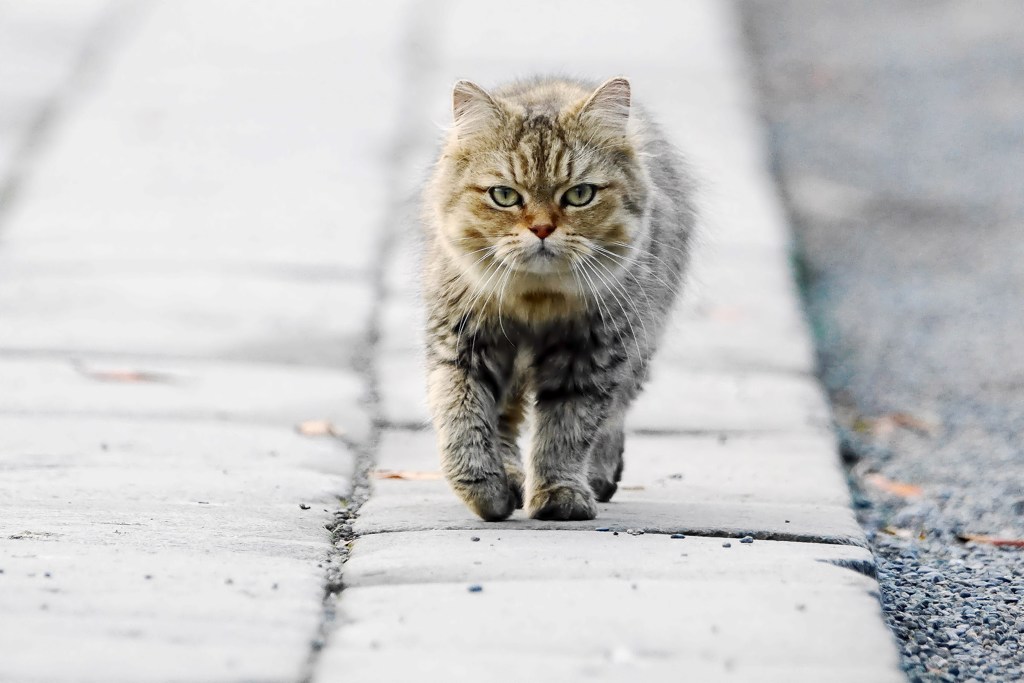 のしのしと・・・今朝の神社の猫