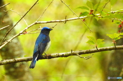 Blue bird of the happiness