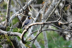 今朝の野鳥（イカル）