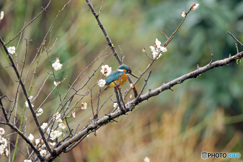 ウメカワ（あとひと月足らずでこんな写真が撮れるかも、撮れるといいな～。）