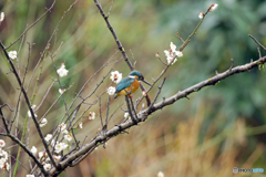 ウメカワ（あとひと月足らずでこんな写真が撮れるかも、撮れるといいな～。）