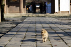 神社の猫Ⅲ