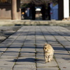 神社の猫Ⅲ