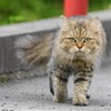 キャットウォーク