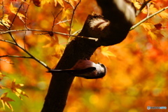 紅葉に映えるエナガちゃん