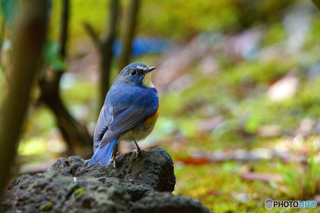 見返り美鳥